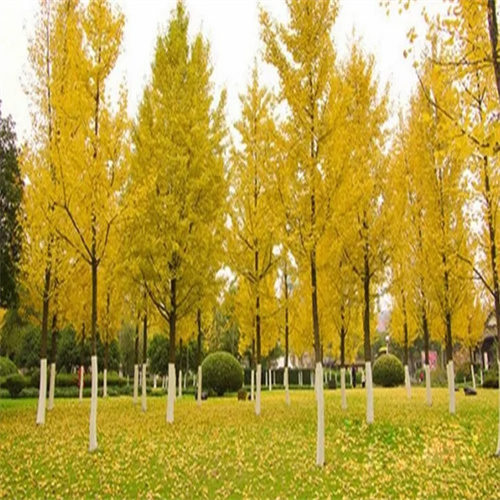砀山银杏树