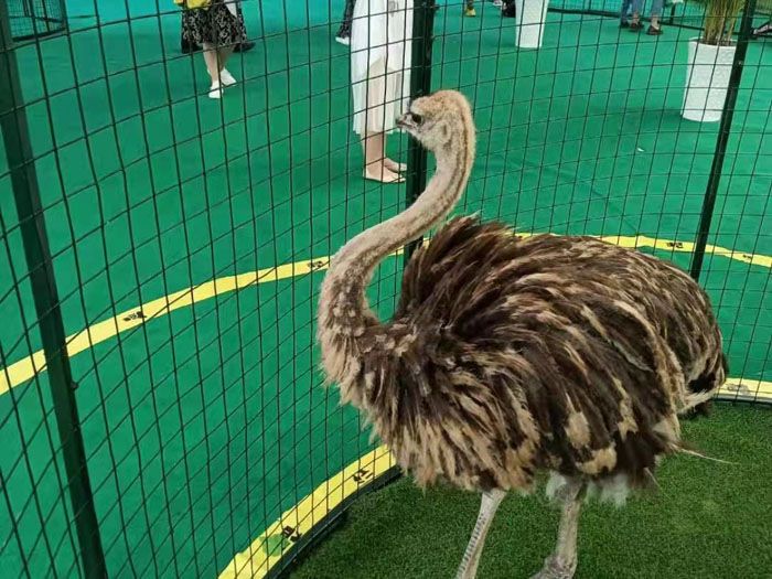 萌宠表演租赁鸵鸟的介绍