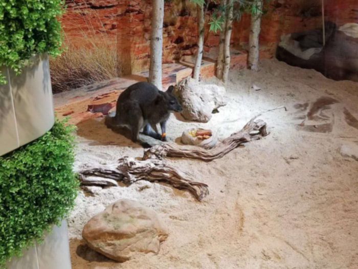 萌宠表演租赁讲述袋鼠的外形介绍