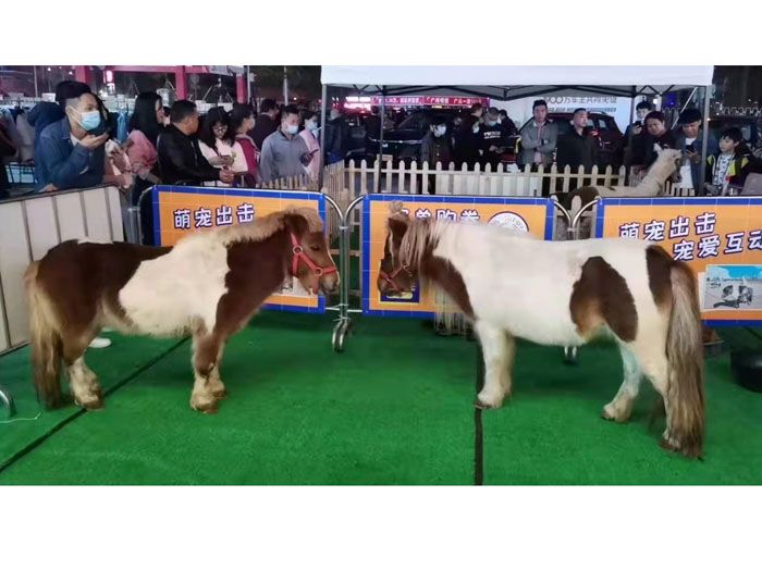 萌宠表演租赁矮马的品种