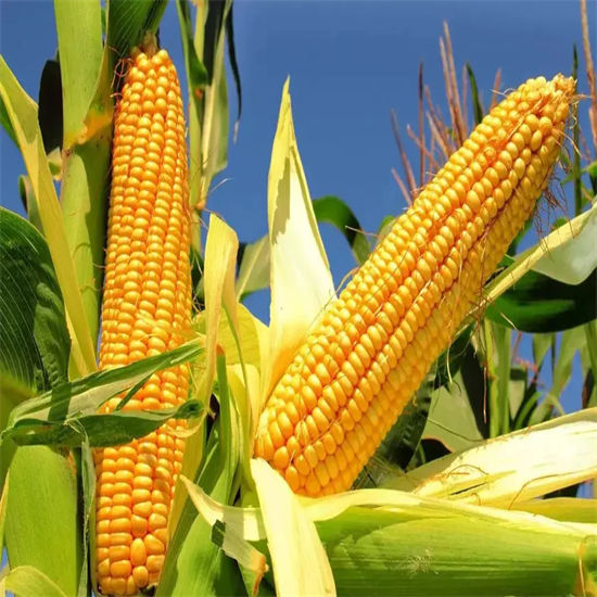 玉米