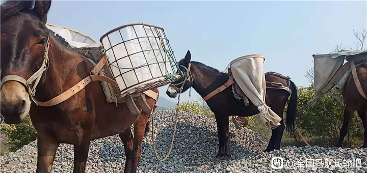 马帮运输举足轻重的作用