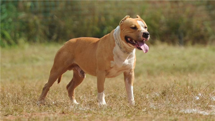 知道楚雄训犬哪家好呢