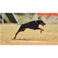 楚雄训犬哪家好，如何选择，看以下几条