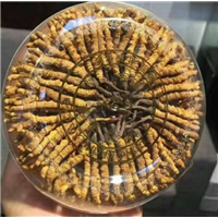 高明回收冬虫夏草市场价是多少-哪里回收冬虫夏草