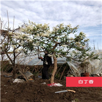 白丁香