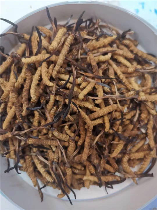 泉州烟酒回收：冬虫夏草泡酒配方