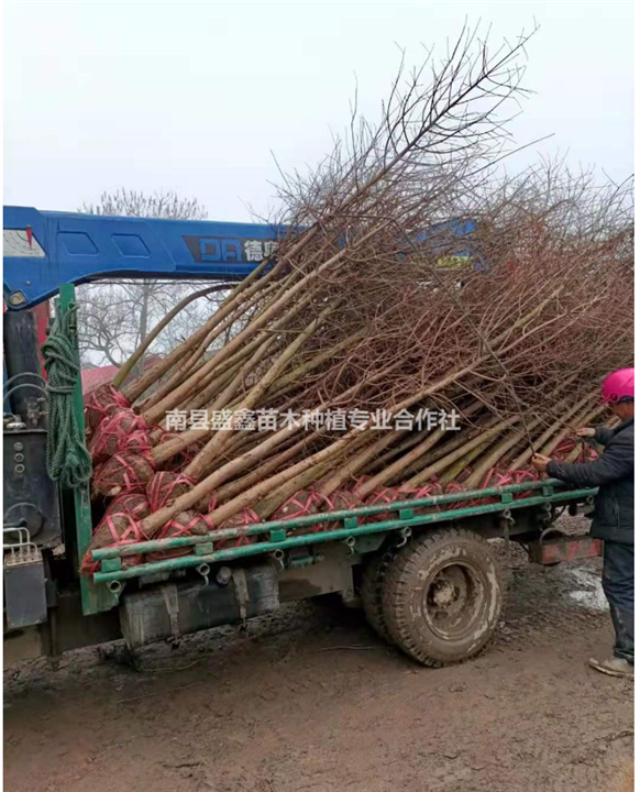 南县落羽杉各种规格供应