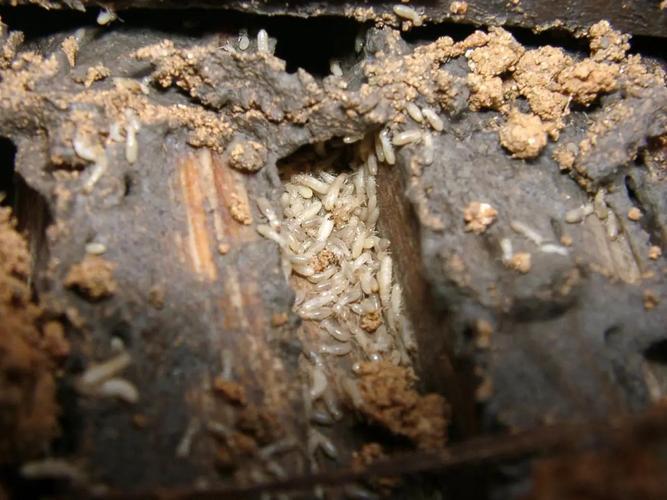 汕头市白蚁虫害防治中心