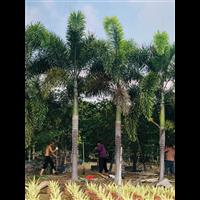 海南狐尾椰子种植基地