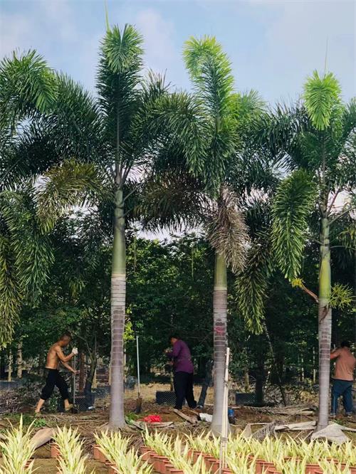 海南狐尾椰子种植基地