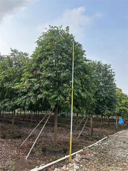 海南仁面子种植场