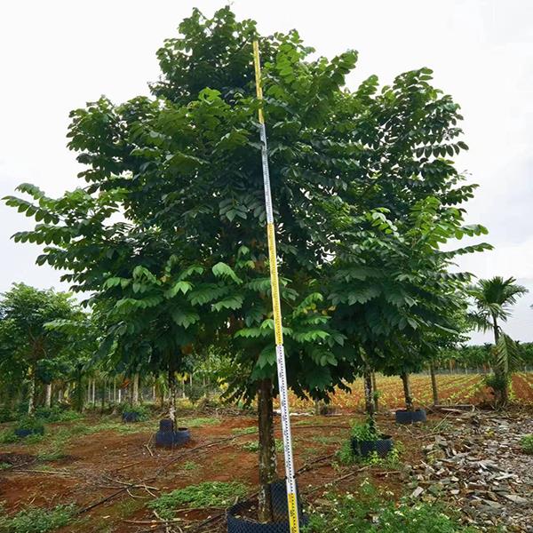 海口园林绿化苗木基地