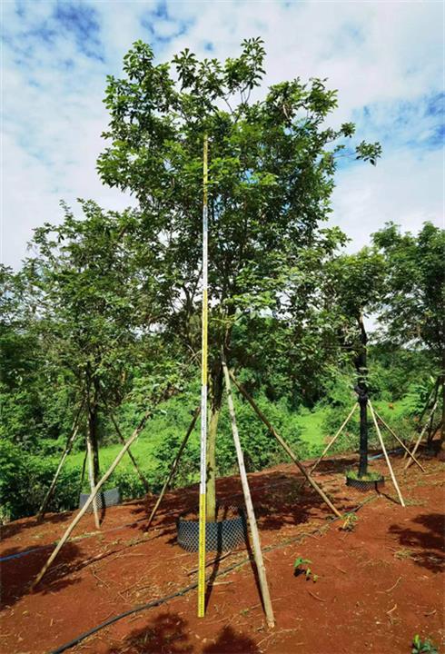 海南红花风铃木基地