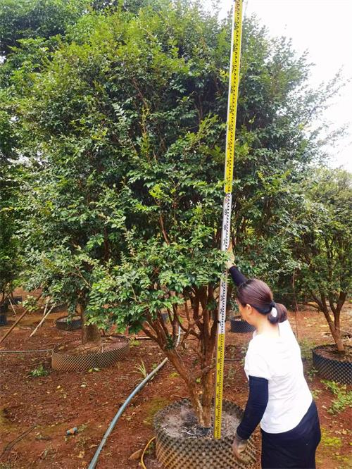 海南嘉宝果树种植基地