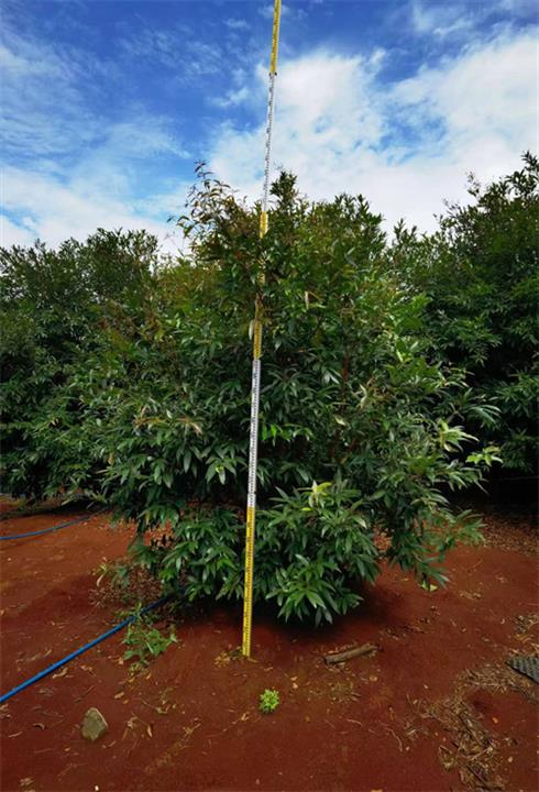 海南水葡萄树种植基地