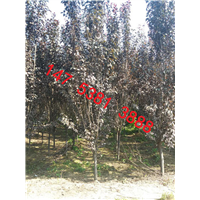 泰安紫叶李|泰安红叶李 