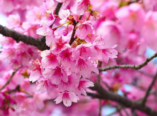 泰安樱花