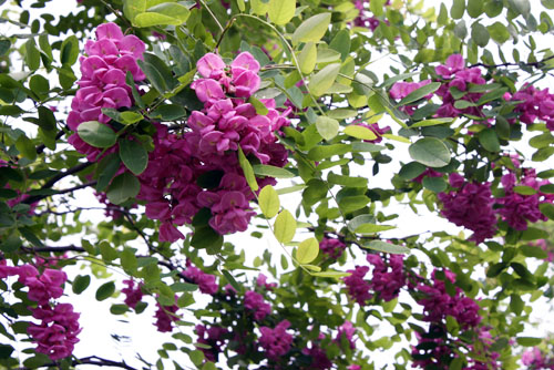 山东香花槐价格