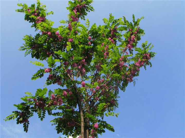 泰安香花槐——山东泰安香花槐价格 