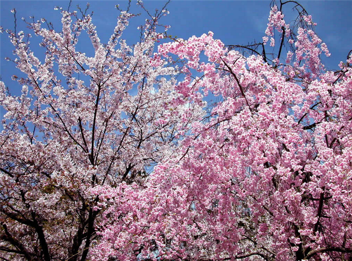 泰山樱花.山东泰山樱花