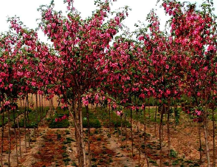 泰安香花槐——山东泰安香花槐价格 