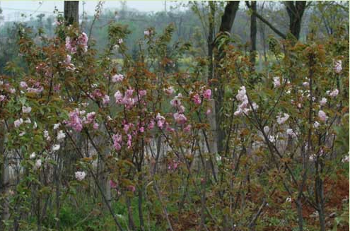 泰安樱花批发价格