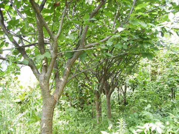 山东泰安樱花