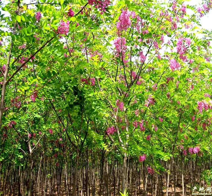 泰安香花槐——山东泰安香花槐价格 