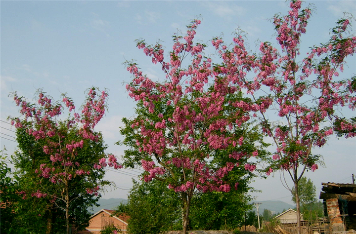 山东泰安香花槐