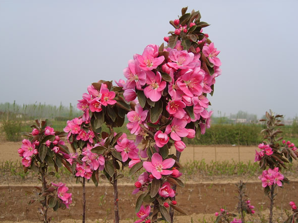 山东芭蕾舞海棠价格