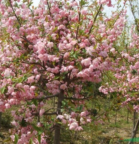泰安西府海棠种植户电话