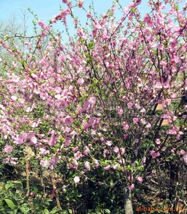 山东樱花基地电话