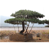 泰安景观松