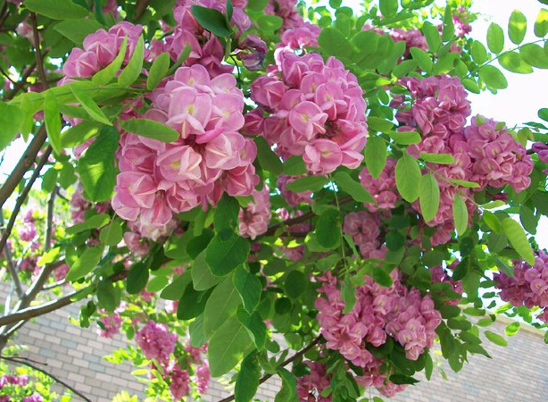 山东泰安香花槐-香花槐小苗