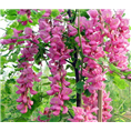 泰安香花槐,山东泰安香花槐,香花槐小苗