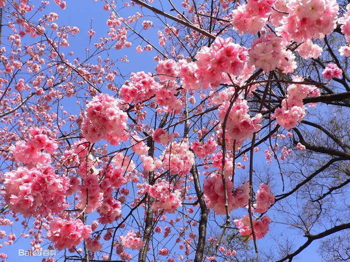 泰安樱花