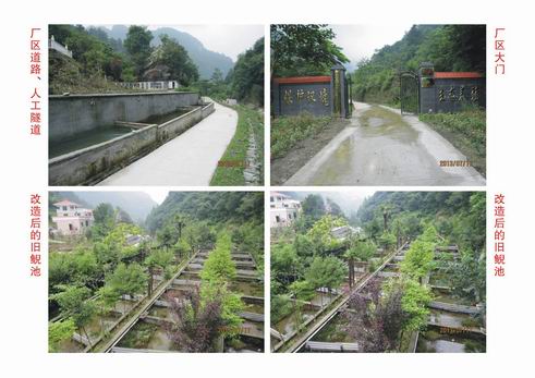 湖北大鲵养殖 湖北娃娃鱼