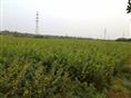 榉树-榉树苗@江苏榉树苗基地|青村苗圃 