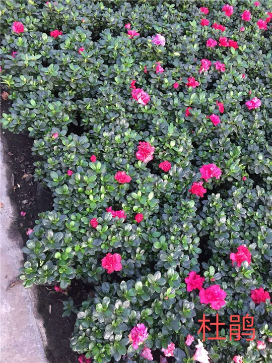 贵州苗木杜鹃花 