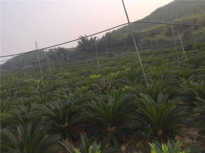 贵州铁树苏铁 