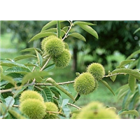 贵州板栗苗*贵州板栗苗子*贵州板栗小苗