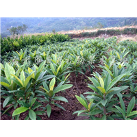 贵州枇杷苗*贵州枇杷小苗*贵州枇杷苗子