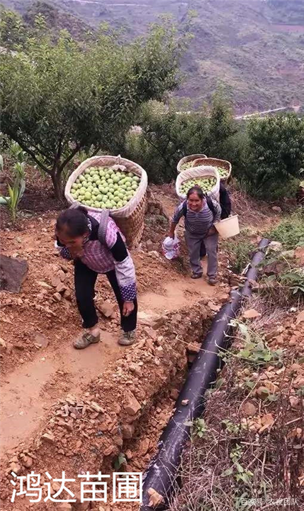 贵州苗木蜂蜜李 