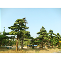 出售罗汉松-批发贵州罗汉松