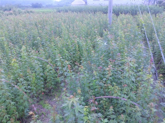 江西鸡爪槭【￡2012推荐￡】鸡爪槭价格%鸡爪槭小苗￥鸡爪槭基地 