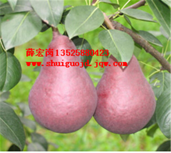 ▲西洋梨▲西洋梨价格 