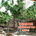新疆仿真榕树价格-新疆仿真榕树出售 
