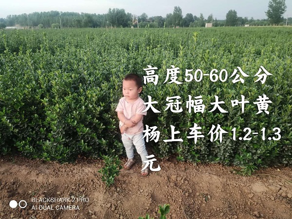 河南60大叶黄杨 