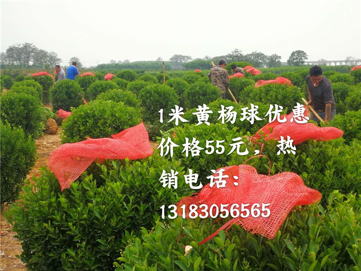 1米黄杨球 
